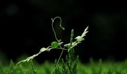 草草网在线观看,畅游影视世界的便捷之门