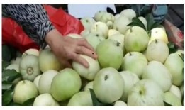 甜瓜概念爆料视频大全最新,揭秘热门甜瓜背后的故事与魅力